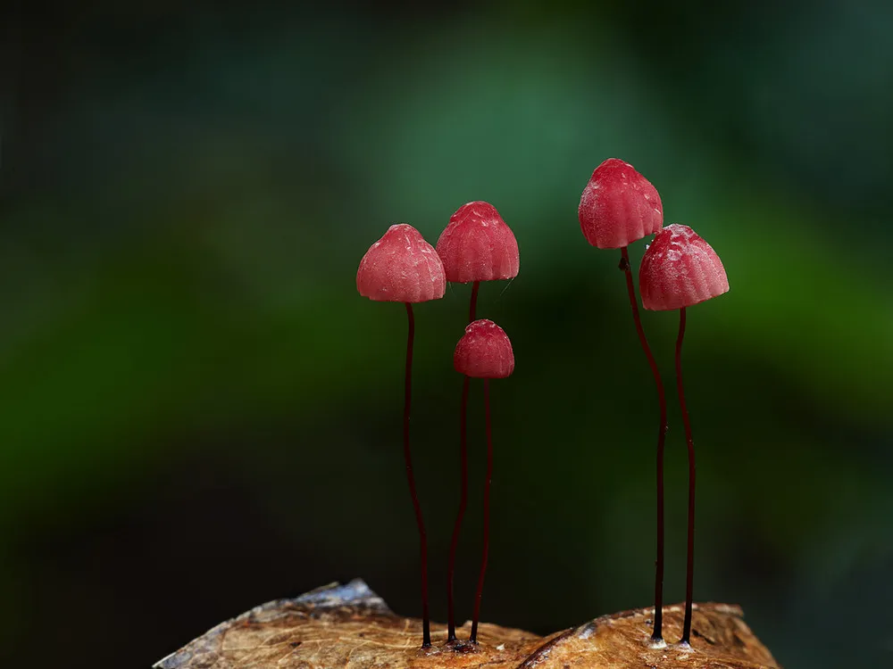Found on Flickr: The Wonderful World of Mushrooms by Steve Axford