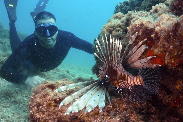 A free diver looks at a lionfish, an invasive type of fish in the Mediterranean sea, while diving near the shores of the northern coastal Lebanese city of Batroun on June 8, 2025. (Photo by Ibrahim Chalhoub/AFP Photo)
