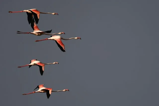 Flamingos fly at sunset on May 6, 2018 in Cagliari, Italy. (Photo by Marco Bertorello/AFP Photo)