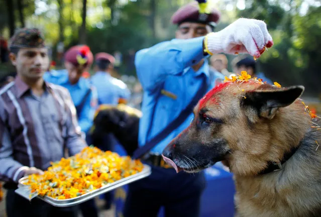 Nepalese police officers worship a dog during the dog festival as part of Tihar celebrations, also called Diwali, at the Central Police Dog Training School in Kathmandu, Nepal October 29, 2016. (Photo by Navesh Chitrakar/Reuters)