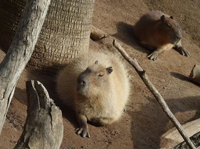Capybaras rests inside their enclosure at the San Diego Zoo, California on January 13, 2015.  Capybaras are native to South America, are excellent swimmers and also the worlds largest rodent. (Photo by Mark Ralston/AFP Photo)