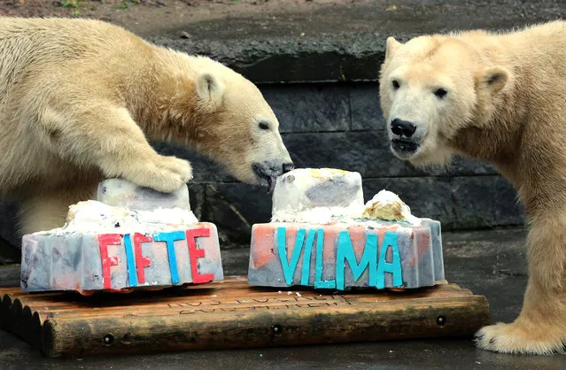 Male polar bear cub 'Fiete' (L) licks on his mother 'Vilma's ice cake containing mashed potatoes and salmon which they had received on the occasion of their first and 13th birthdays, respectively, at the zoo in Rostock, Germany, December 3, 2015. (Photo by Bernd Wuestneck/EPA)