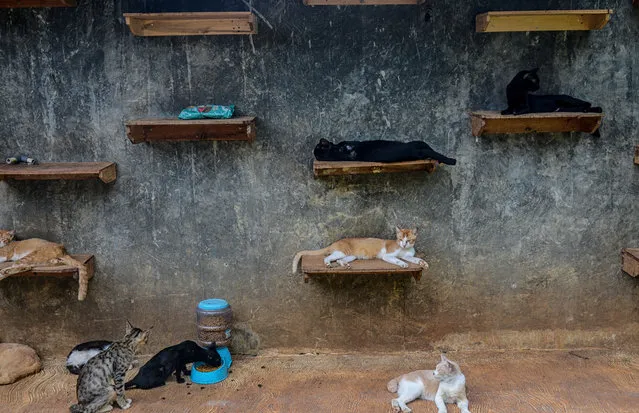 Cats in Rumah Kucing Parung, a shelter for sick and injured abandoned cats in Bogor, West Java, Indonesia on May 23, 2023. Dita founded the shelter for stray and abandoned cats in 2014 and cares for more than 800 cats there. (Photo by INA Photo Agency/Rex Features/Shutterstock)