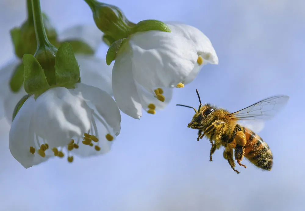 Some Photos: Insects