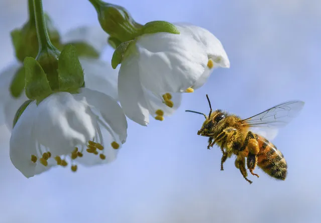 A honeybee flies towards a cherry tree blossom in Markendorf, Germany, Thursday, April 19, 2018. (Photo by Patrick Pleul/DPA via AP Photo)