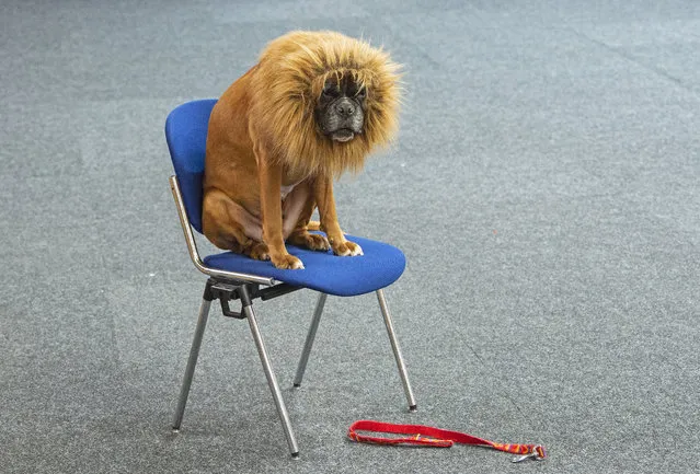 A boxer dog dressed a a lion waits before a performance during an international dog and cat exhibition in Erfurt, Germany, Saturday, June 16, 2018. More than 4,000 dogs and more than 100 cats and their owners from 21 countries take part at the exhibition and the competitions. (Photo by Jens Meyer/AP Photo)