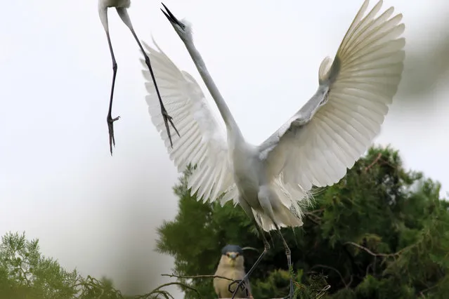 Egrets at Qidashan forest park in Huai’an, east China’s Jiangsu Province. (Photo by Pacific Press/Barcroft Images)