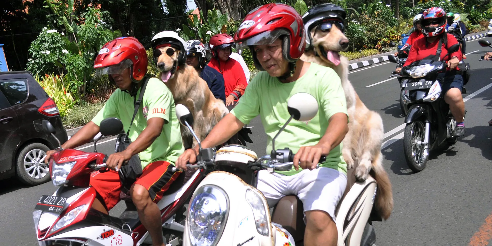 Ride pet. Индонезийские гонщики. Мототакси в Индонезии. Гонщик собака. Фото гонщика пес.