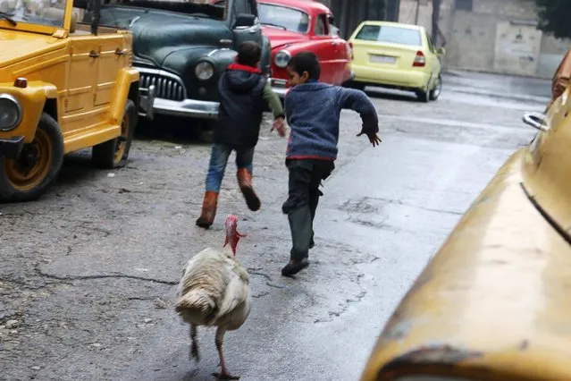 Children run from a turkey owned by Mohamed Badr al-Din that guards his collection of vintage cars from passerbys, in the al-Shaar neighborhood of Aleppo January 31, 2015. (Photo by Abdalrhman Ismail/Reuters)