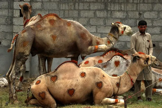 Sacrificial animals displayed for sale at a market ahead of the Muslim festival of Eid al-Adha in Islamabad, Pakistan, 26 June 2023. Eid al-Adha is one of the holiest Muslims holidays of the year. It marks the yearly Muslim pilgrimage, known as Hajj, to visit Mecca. During Eid al-Adha Muslims will slaughter an animal and split the meat into three parts; one for family, one for friends and relatives, and one for the poor and needy. (Photo by Sohail Shahzad/EPA/EFE)