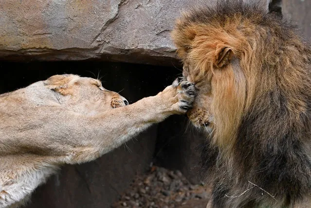 A lioness takes a swipe at Bhanu the Asiatic lion during an event to publicise World Lion Day at London Zoo in London, Britain, August 9, 2018. (Photo by Toby Melville/Reuters)