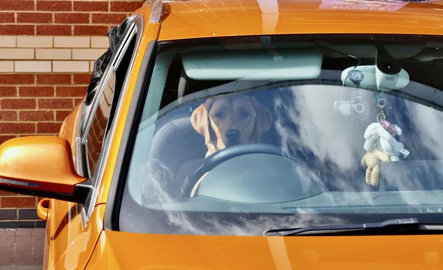 A dog sits in the drivers seat whilst waiting for his owner to return from the station in Berkshire, UK on August 7, 2023. The train driver union ASLEF are carrying out action short of a strike essentially an overtime ban which started from Monday, July 31st to Saturday, August 5th, and Monday 7th to Saturday, August 12th. (Photo by Geoffrey Swaine/Rex Features/Shutterstock)