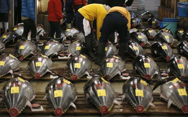 Wholesalers check the quality of a fresh tuna displayed at the Tsukiji fish market before the New Year's auction in Tokyo, Japan, January 5, 2016. (Photo by Toru Hanai/Reuters)