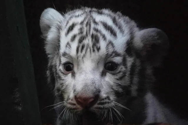 A white bengal tiger cub is seen inside a cage at the zoo in Havana, Cuba, April 14, 2021. (Photo by Alexandre Meneghini/Reuters)