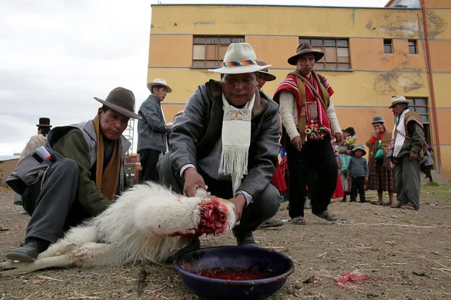 Aymara indigenous sacrifice a llama in a ritual at their Farming Union headquarters, to demand rain during the worst drought in 25 years in Caracollo, Bolivia, November 30, 2016. (Photo by David Mercado/Reuters)