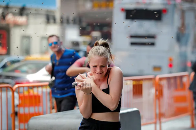 People react to a swarm of bees in Times Square in New York City, U.S., August 28, 2018. (Photo by Brendan McDermid/Reuters)