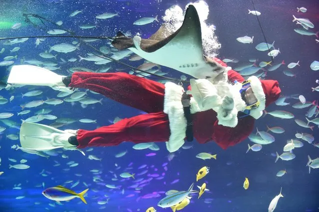 A diver dressed as a Santa Claus swims with fish at the Sunshine Aquarium in Tokyo on December 5, 2016. The aquarium is holding the Christmas show twice daily until December 25 to attract visitors. (Photo by Kazuhiro Nogi/AFP Photo)