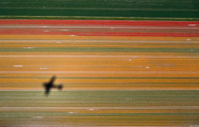 Aerial view of flower fields near the Keukenhof Park, also known as the Garden of Europe, in Lisse, The Netherlands April 20, 2018. (Photo by Yves Herman/Reuters)