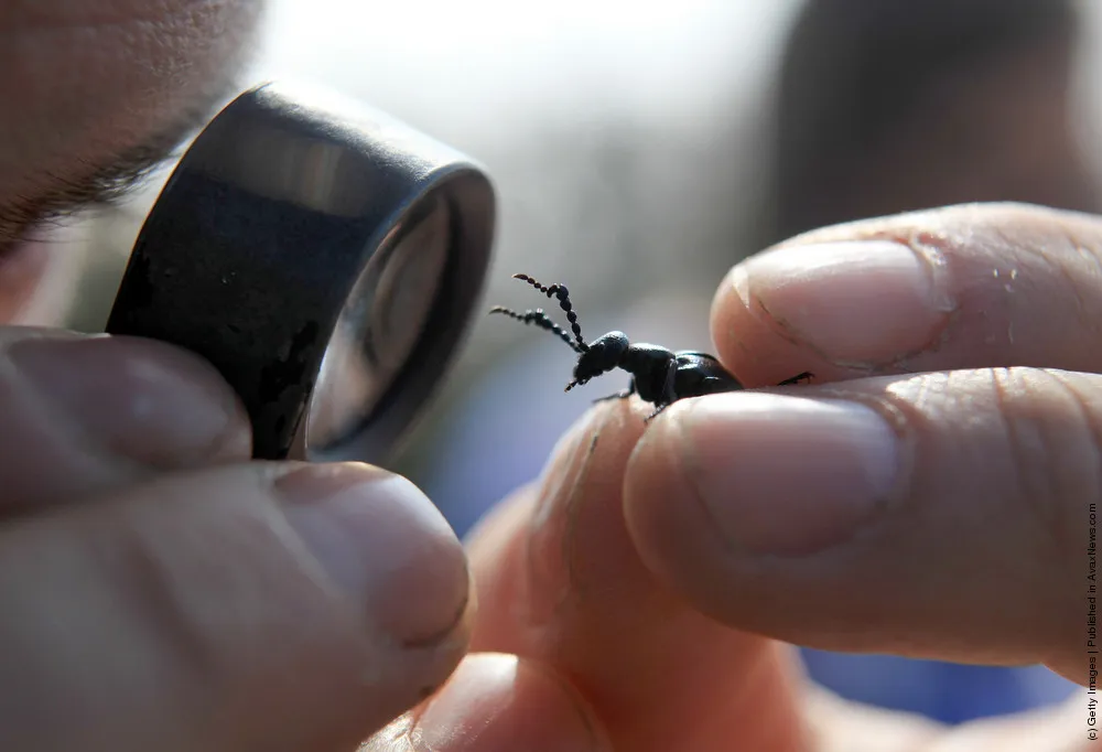 The National Trust Conduct Their Oil Beetle Survey