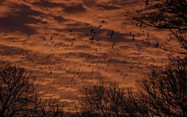 A “clamour” of Rooks take flight from the trees as the sun rises near Boston, Lincolnshire in eastern England on January 23, 2016. (Photo by Lindsey Parnaby/AFP Photo)