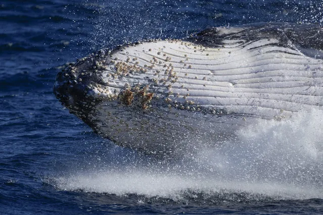 A humpback whale breaches off the coast of Port Stephens, Australia, Monday, June 14, 2021. Thousands of humpback whales have begun their 5,000 kilometre, three-month migration to the warm waters of northern Australia to breed. (Photo by Mark Baker/AP Photo)