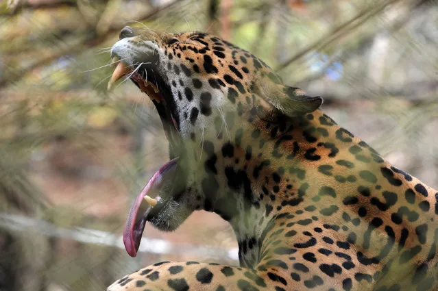 A jaguar in the Rosy Walther zoo, in the El Picacho protected area, 18 km north of Tegucigalpa, on March 6, 2015. (Photo by Orlando Sierra/AFP Photo)