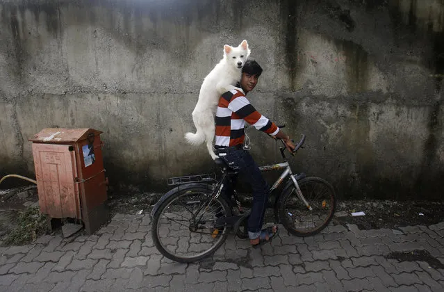 A man rides a bicycle as he carries his dog on his shoulders in Mumbai July 9, 2013. (Photo by Danish Siddiqui/Reuters)
