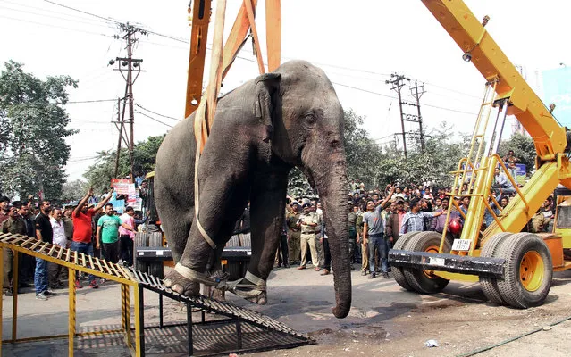Authorities use a crane to remove a wild elephant that strayed into the town after  tranquilizing it at Siliguri in West Bengal state, India, Wednesday, February 10, 2016. (Photo by AP Photo)