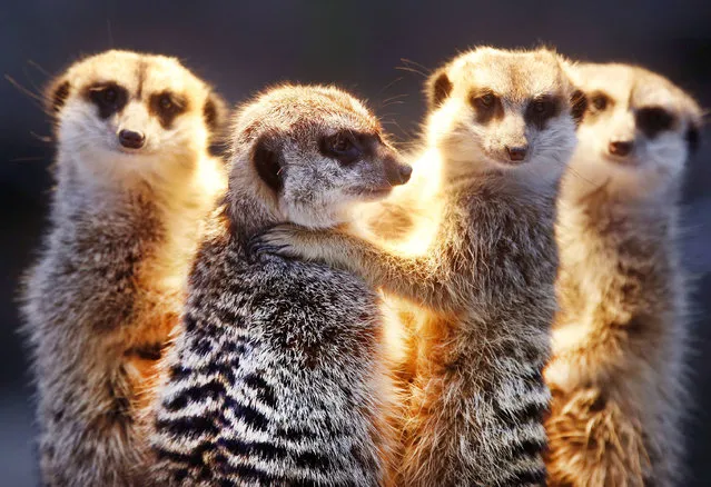 A meerkat father and his sons stand together in the Opel zoo in Kronberg near Frankfurt, Germany, Tuesday, January 3, 2017. (Photo by Michael Probst/AP Photo)