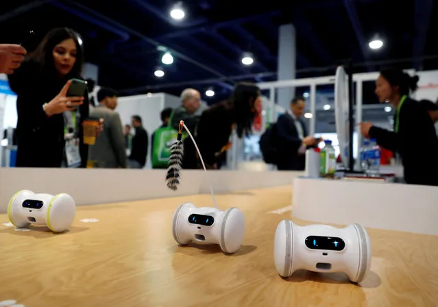Pet fitness robots, which move automatically or are controlled with a smartphone, are displayed at the Varlam booth during the 2019 CES in Las Vegas, Nevada, U.S. January 9, 2019. (Photo by Steve Marcus/Reuters)