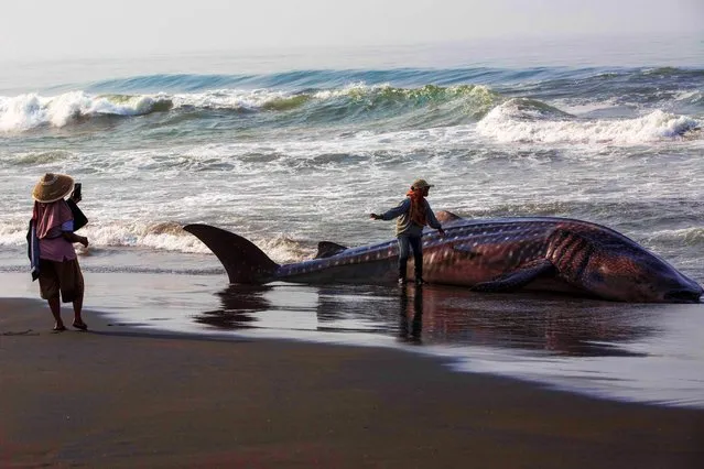 People take pictures with a carcass of a male whale shark, about 10 metres long and weighing 1.5 tonnes, after it washed up on Garongan Beach, Yogyakarta, on November 9, 2023. The Natural Resources Conservation Agency (BKSDA) reported that dozens of stranded whale sharks had been found on the southern coast of the Java Sea during this year's dry season. (Photo by Devi Rahman/AFP Photo)