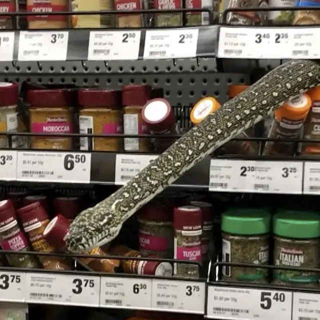 In this image made from video provided by Helaina Alati, a snake protrudes from grocery store spices shelf, Monday, August 16 2021, in Sydney, Australia. Alati was browsing the spice aisle of an Australian supermarket when she came face-to-face with a huge snake. The head of the 3-meter-long (10-foot-long) non-venomous diamond python emerged through a space in a shelf above the spice jars in the Sydney store. (Photo by Helaina Alati via AP Photo)