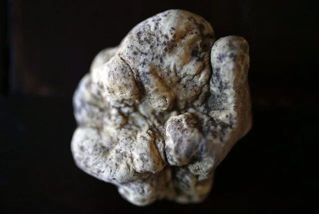 A truffle is seen on a table in Alba, north-western Italy November 11, 2013. Located in the heart of the Langhe – the hilly southern area of Italy's northwestern Piedmont region – Alba is the country's capital of white truffles, a variety of the prized fungus which grows underground. Truffles are found two to eight inches (5-20cm) below the ground near the roots of trees. (Photo by Stefano Rellandini/Reuters)