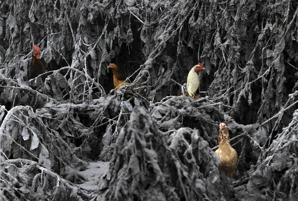 The Week in Pictures: Animals, January 10 – January 17, 2014