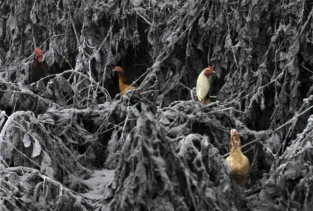 Chickens are seen in the midst of plants covered by ash from Mount Sinabung near Sigarang-Garang village in Karo district, Indonesia's North Sumatra province, January 12, 2014. More than 22,000 villagers have been evacuated since authorities raised the alert status for the volcano to the highest level in November 2013, local media reported on Friday. (Photo by Roni Bintang/Reuters)