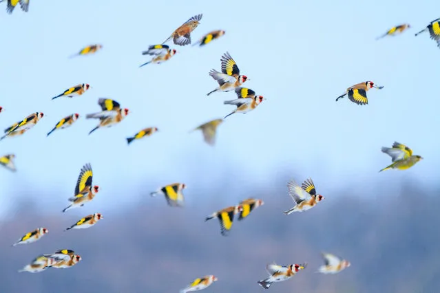 Goldfinches fly over a sunflower field in Ukraine. (Photo by Kostya Pazyuk/Alamy Stock Photo)