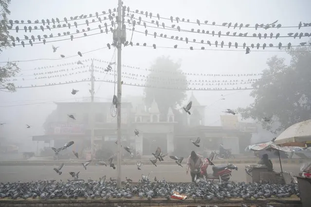 A man feeds pigeons along a street during a foggy winter morning in Amritsar on January 18, 2024 (Photo by Narinder Nanu/AFP Photo)