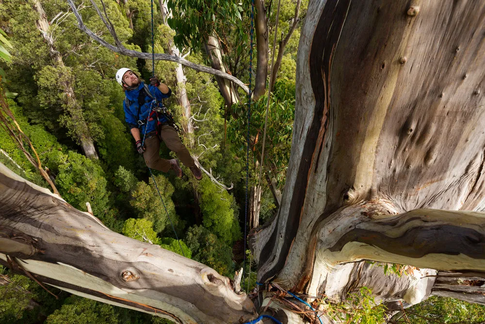 Tasmanian Tree Projects
