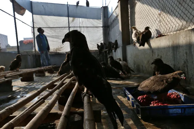 Nadeem Shehzad inspects some of the Black Kites he has rescued on the roof of his animal hospital in New Delhi, India January 31, 2017. (Photo by Cathal McNaughton/Reuters)