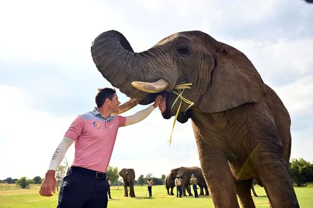 Rhys Enoch of Wales feeds an elephant during day four of the SDC Open at Zebula Golf Estate & Spa on February 4, 2024 in Bela-Bela, Limpopo, South Africa. (Photo by Johan Rynners/Getty Images)