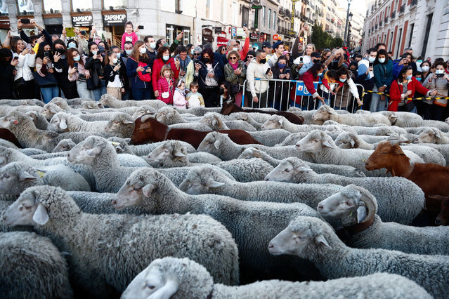 People watch a flock of sheep during the annual parade on the streets of Madrid, as shepherds demand to exercise their right to use traditional migration routes for their livestock from northern Spain to winter grazing pasture land in southern Spain, October 24, 2021. (Photo by Javier Barbancho/Reuters)