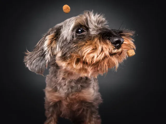“Shocked, confused, joyful or sad, these photographs of dogs catching treats show a big variety of well-known emotions”, says Christian, 48. (Photo by Christian Vieler/Caters News Agency)