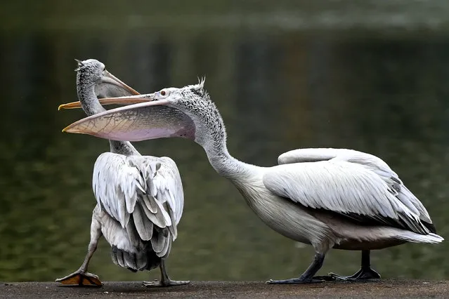 Spot-billed pelican interact on the banks of an artificial lake in Colombo on September 28, 2021. (Photo by Ishara S. Kodikara/AFP Photo)