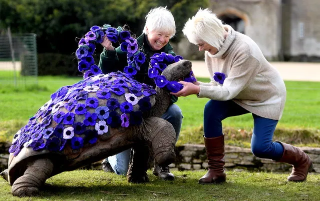 George, 88, a giant tortoise who lived through the Second World War, receives a garland at Cotswold Wildlife Park from Susan Osborne, the co-founder of The War Horse Memorial, and Mandy Hicks, a park gardener who knits hand-sized purple poppies to raise money for the organisation on February 22, 2024. The part animals have played in countless wars and conflicts will be recognised on the inaugural International War Animal Day on Saturday. (Photo by Paul Nicholls/The Times)