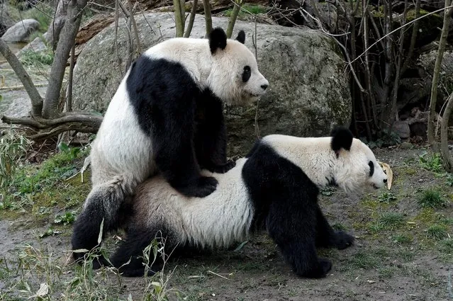 Two giant pandas mate in the zoo of Schoenbrunn in Vienna, Austria, March 23, 2016. (Photo by Tiergarten Schonbrunn/Reuters/Norbert Potensky)