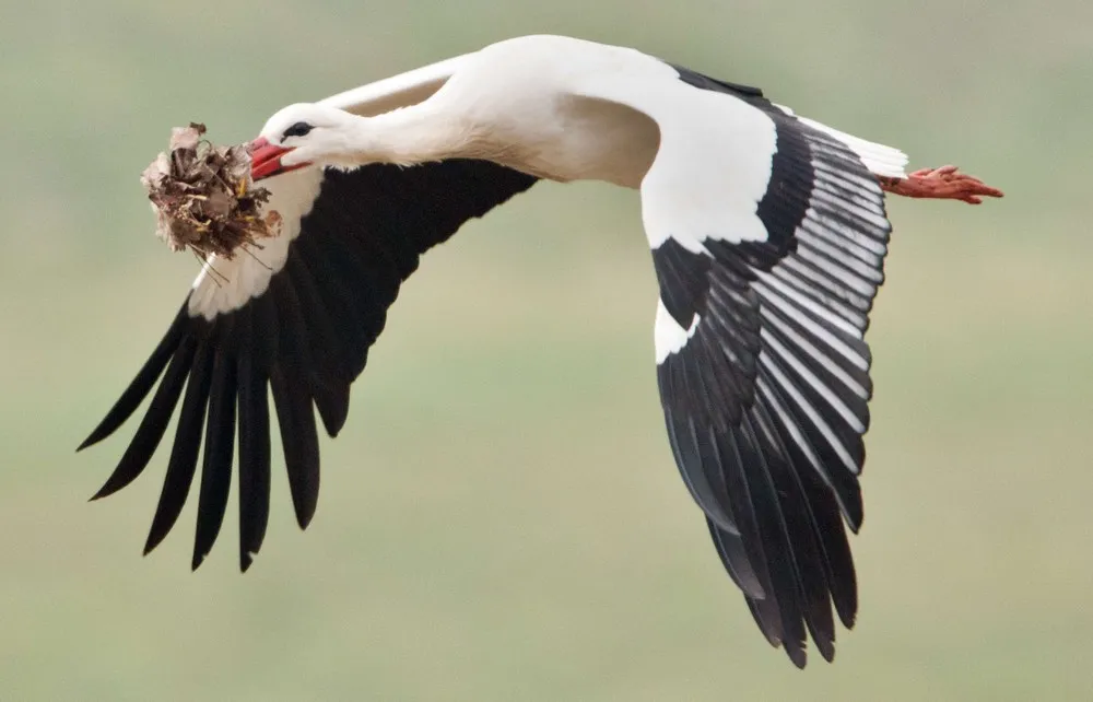 The Week in Pictures: Animals, March 15 – March 21, 2014