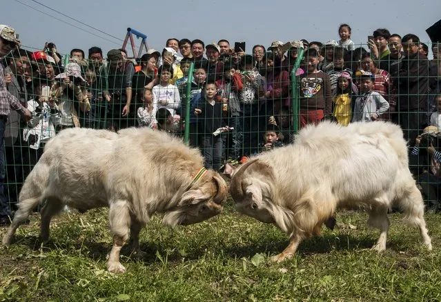 People watch a goatfight during a local festival in Dagong town of Nantong, Jiangsu Province, China April 9, 2016. (Photo by Reuters/Stringer)