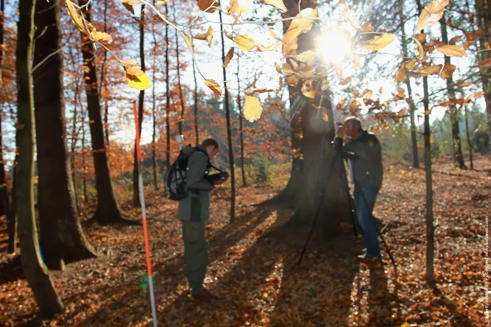 Germany Counts Its Trees