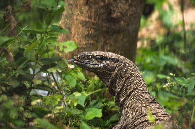 A Bengal monitor or common Indian monitor (Varanus bengalensis) is a large lizard that is mainly terrestrial. A portrait of a monitor lizard from the forest at Tehatta, West Bengal; India on April 10, 2022. (Photo by Soumyabrata Roy/NurPhoto via Getty Images)