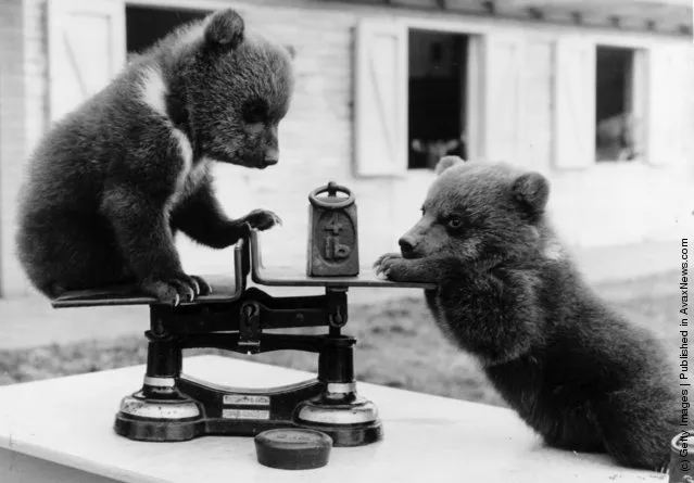 1962: Two brown bear cubs from a litter of triplets born at Whipsnade Zoo, Bedfordshire playing with the scales at their first weight check. The 4-lb cubs have been transferred to the children's zoo, where they delight the visitors